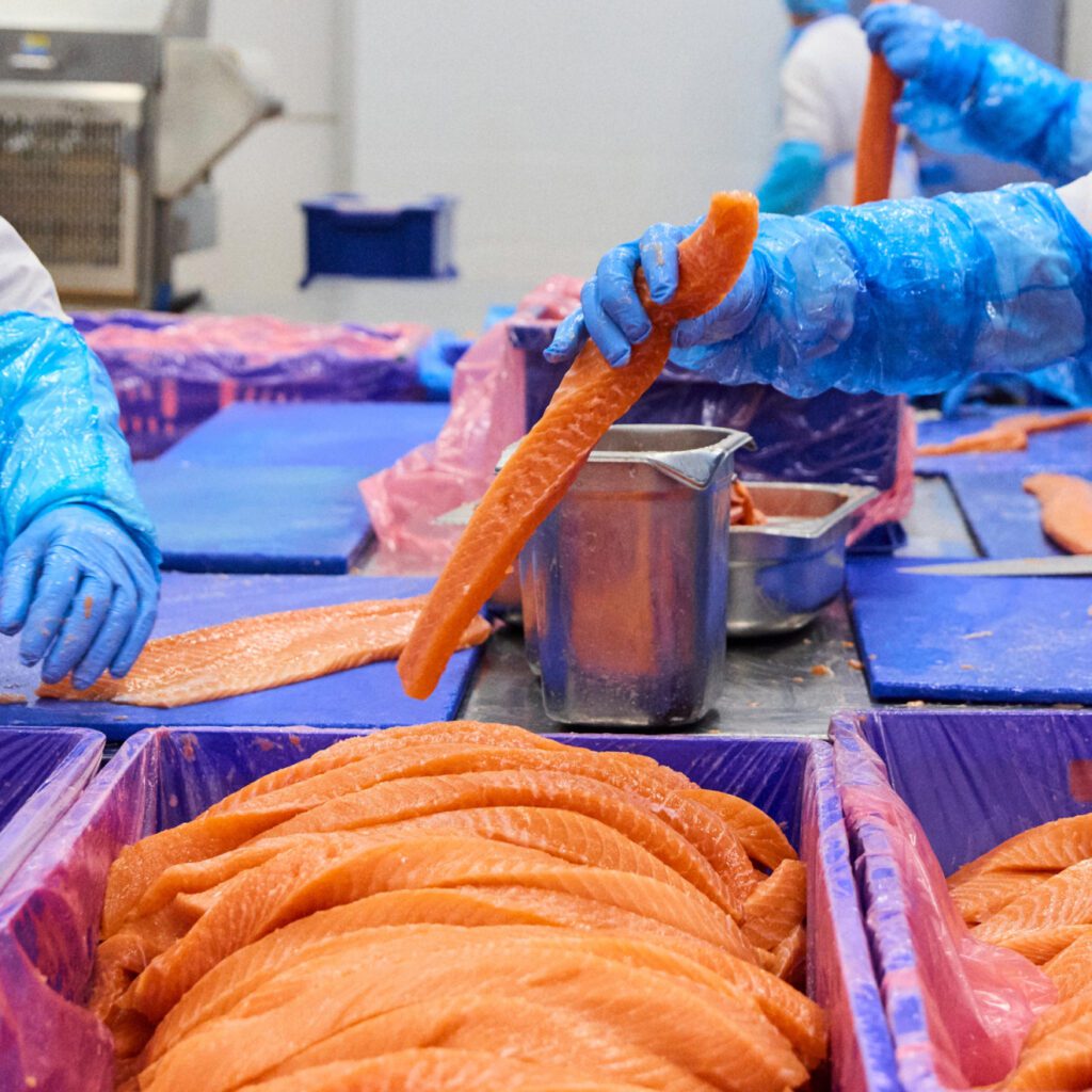 Workers in a fish processing facility handle salmon fillets. They wear blue gloves and protective clothing. The fillets are arranged in containers on a table, and one worker is holding a fillet above a metal container.